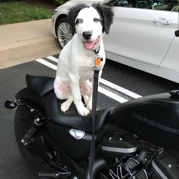 Meet your Posher, Bryce - Picture 1 of 1